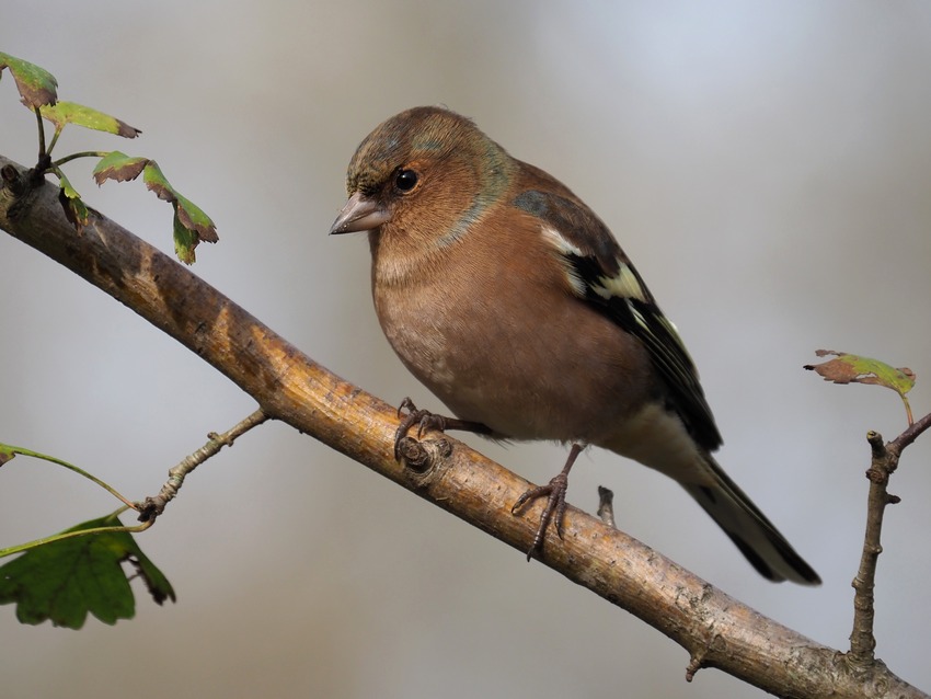 Fringuello  (Fringilla coelebs)